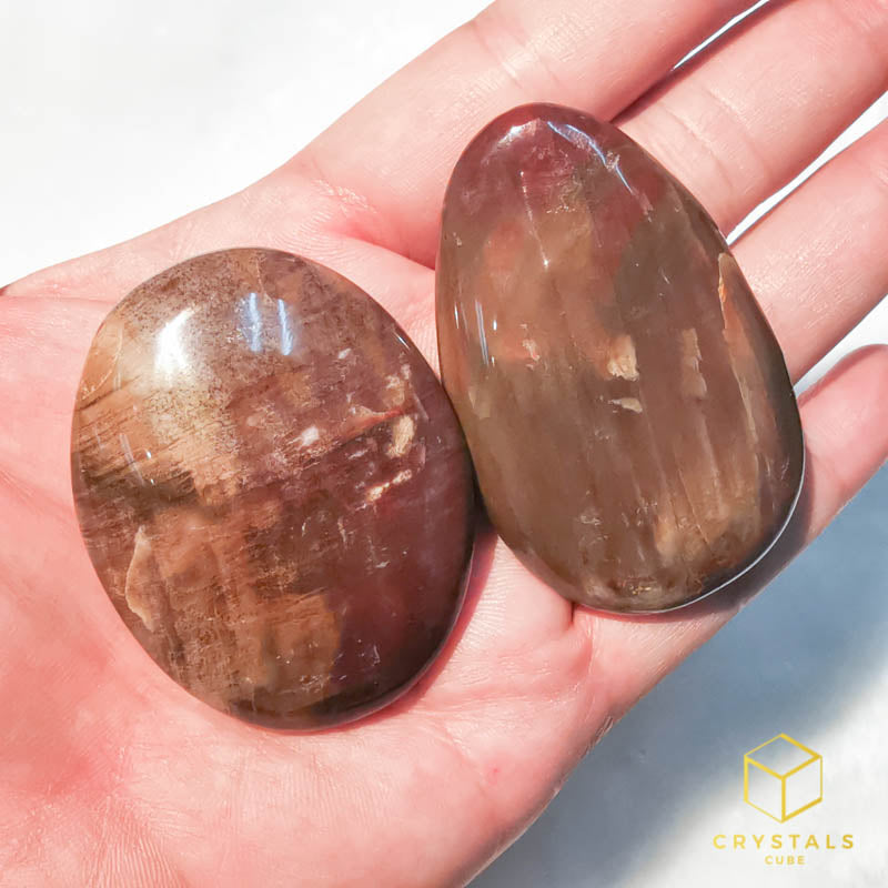 Petrified Wood Mini Palm Stone